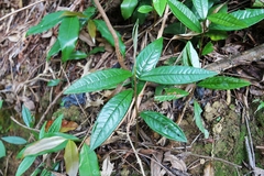 Ardisia lindleyana