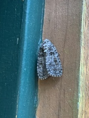 Acronicta tristis