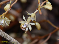 Erythrorchis