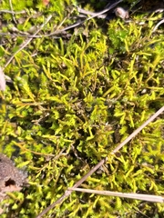 Triquetrella tristicha