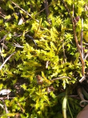 Triquetrella tristicha