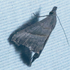 Hypena degesalis