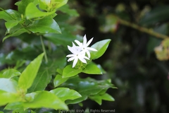 Jasminum elongatum
