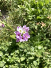 Cardamine raphanifolia acris