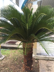 Cycas