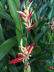 Heliconia psittacorum