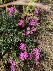 Acmadenia tetragona