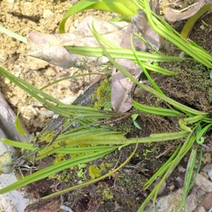 Elaphoglossum glabellum
