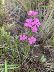 Acmadenia tetragona