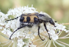 Trichius gallicus