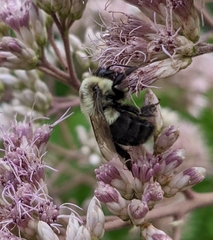 Bombus impatiens