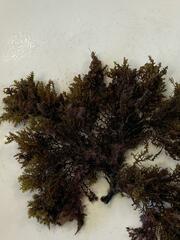 Ericaria mediterranea