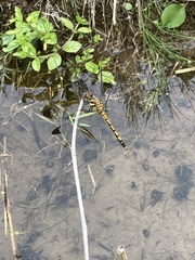 Sympetrum infuscatum