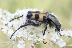 Trichius gallicus