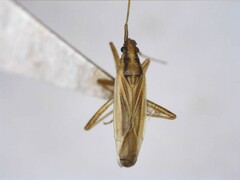 Stenodema holsata