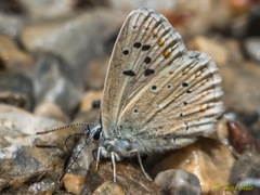 Polyommatus nivescens