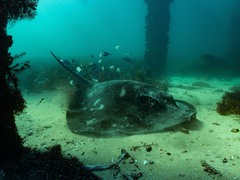 Pseudocaranx