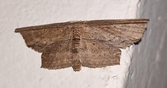 Phalacra