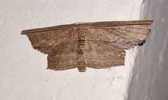 Phalacra