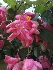 Mussaenda philippica