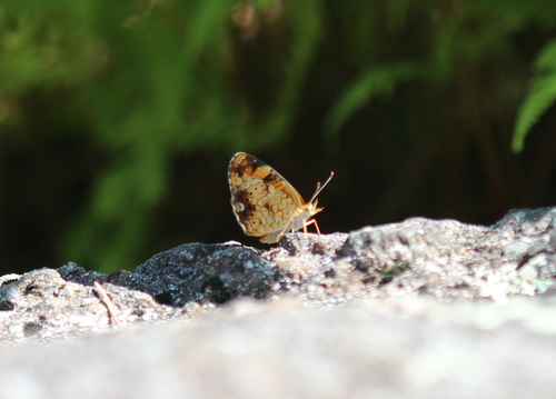 Pearl Crescent photographed in New Hampshire