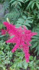 Astilbe × arendsii