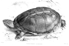 Adanson's Mud Turtle photo 1