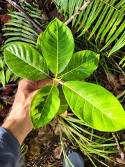 Ficus trigonata