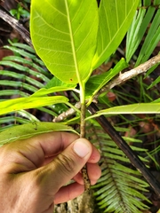 Ficus trigonata