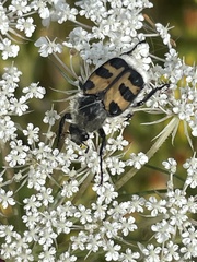 Trichius gallicus