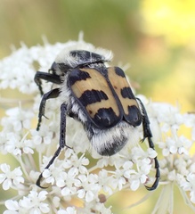 Trichius gallicus