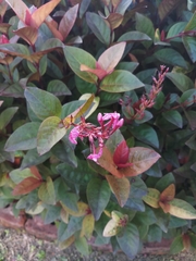 Pseuderanthemum carruthersii