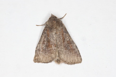 Parastichtis suspecta