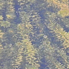 Hydrilla verticillata