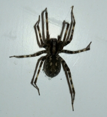 Tegenaria hasperi