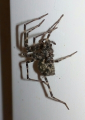 Tegenaria hasperi