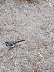 Motacilla alba