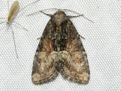Neoligia subjuncta
