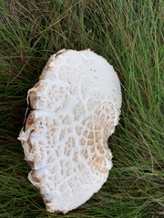 Agaricus urinascens