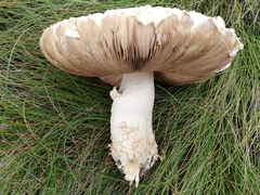 Agaricus urinascens