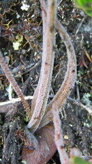 Pinguicula elongata