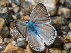 Polyommatus nivescens
