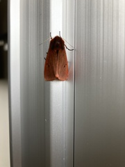 Phragmatobia amurensis