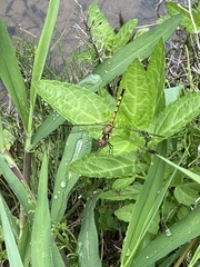 Sympetrum infuscatum