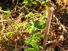 Euphorbia hirsuta
