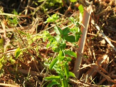 Euphorbia hirsuta