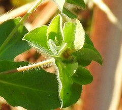 Euphorbia hirsuta