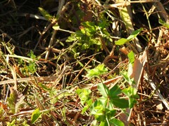 Euphorbia hirsuta