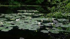 Nymphaea alba