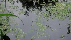 Lemna minor